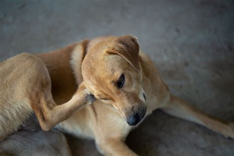 【獣医師監修】犬の耳ダニってなに？症状や予防、治療法を解説 ペットニュースストレージペット保険のペットandファミリー損保