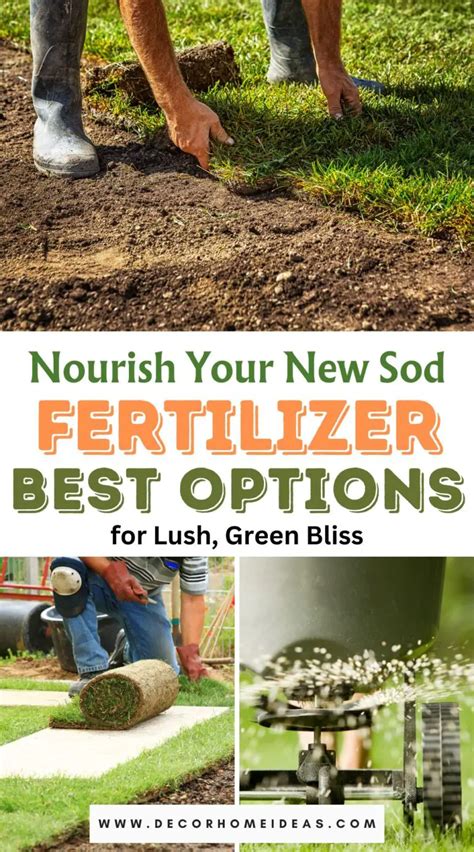 Looking For Fertilizer For Your New Sod Check Out These Options