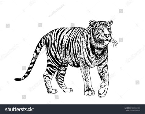 Graphical Set Tigers Isolated On Whitevector Stock Vector Royalty Free