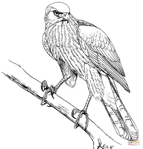 Falcon Coloring Pages At Free Printable Colorings