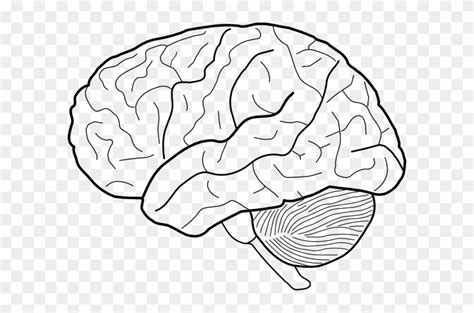A Black And White Drawing Of A Brain On A Transparent Background Hd Png