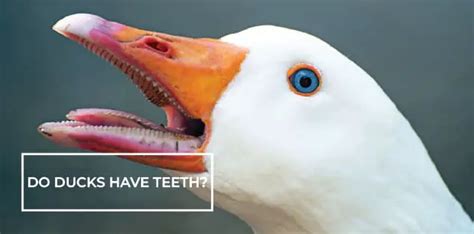 Do Ducks Have Teeth Whydo