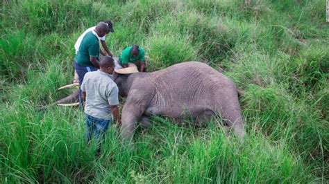 tanzania takes historic step to save dwindling elephant population cnn