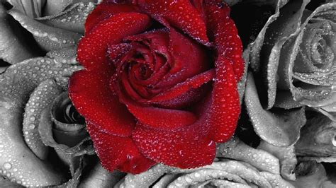 Rosa Bild Beautiful Black And Red Rose Wallpaper