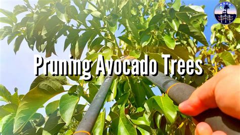 Pruning Avocado Trees High Density Espalier Gardener Youtube