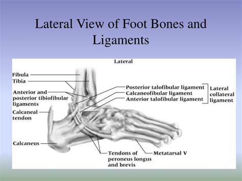 Ppt Chapter 15 The Ankle And Lower Leg Powerpoint