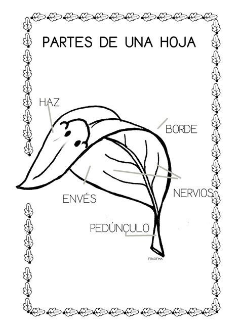 ¿qué Puedo Hacer Hoy Partes De Una Hoja