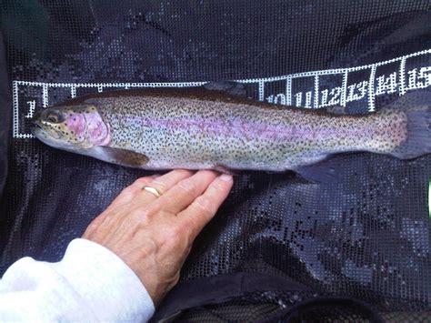 Nice Cuttbow Trout Caughtreleased In Lost Lake Oregon Coast Range