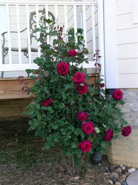 Róża Wielkokw Ciemnoczerwona Mr Lincoln Rozx4