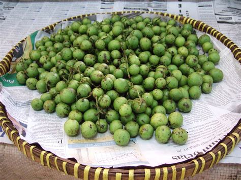 Buah kundang, buah setar, buah setar siam]. Bouea macrophylla - Wikipedia