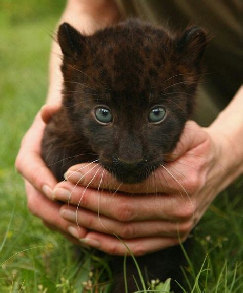 Baby Black Panthers Cats And Dogs And Animals Pinterest Black