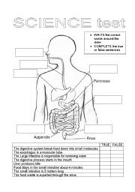 digestive system worksheets