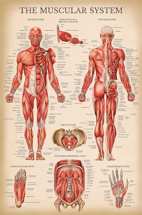 Vintage Muscular System Anatomical Chart Human Muscle Anatomy Poster LAMINATED X