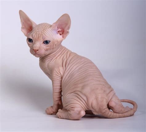 Sphynx Kittens 20 Pictures Hairless Cat Kittens Cute Funny Animals