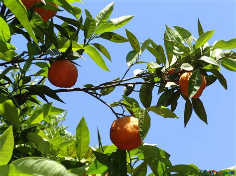 Oranges Fruit Orange Tree Citrus № 196