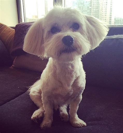 10 Best Havanese Haircuts For Your Puppy The Paws