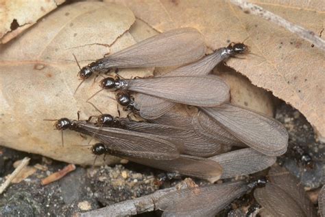 Mating Swarm Of Winged Alate Termites Order Isoptera A Photo On