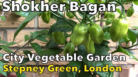 Shokher Bagan Exotic Vegetable Garden In Stepney Green London Youtube