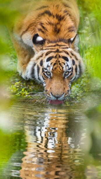 130 Tiger Drinking Water Stock Photos Pictures And Royalty Free Images