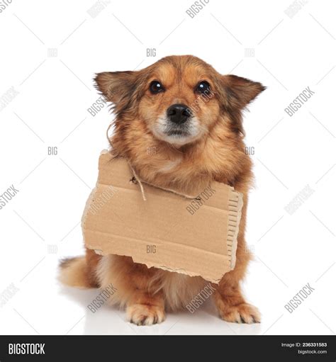 Cute Begging Dog Image And Photo Free Trial Bigstock