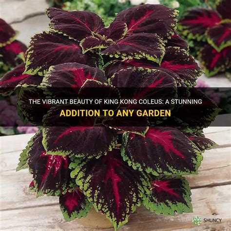 The Vibrant Beauty Of King Kong Coleus A Stunning Addition To Any