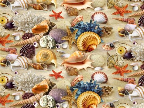 Seashell Wallpapers 4k Hd Seashell Backgrounds On Wallpaperbat