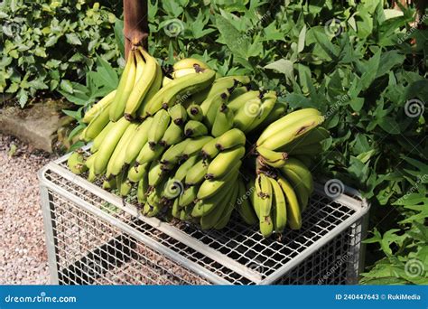 Ripe And Green Banana Bundle Stock Image Image Of Harvest Organic