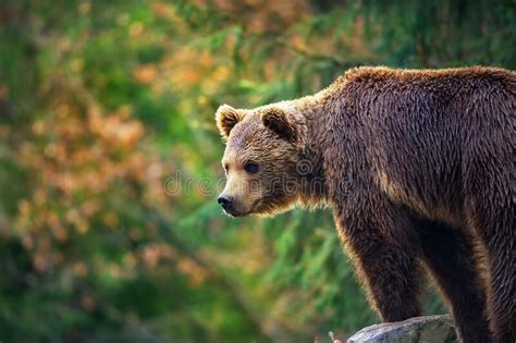Brown Bear In Forest Landscape Stock Photo Image Of Grizzly Brown