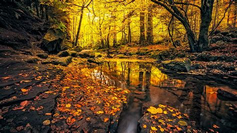 Beautiful Yellow Autumn Leafed Forest Foliage River With Reflection