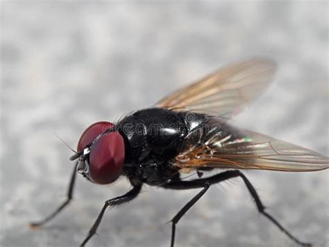 Macro Photo Of Noon Fly On The Floor Stock Image Image Of Noonday