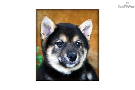 Meet Mini Boy A Cute Shiba Inu Puppy For Sale For 800 Mini Shiba