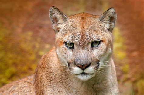 Cougar Vs Mountain Lion Asilqdial