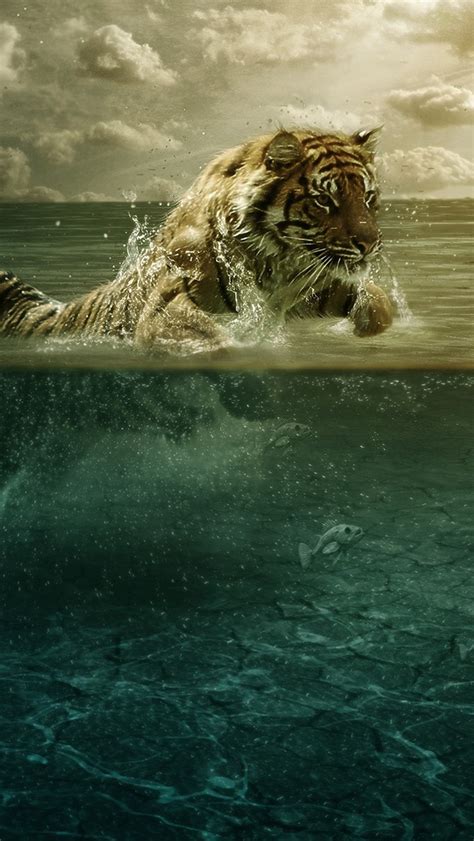Tiger In Water Iphone Wallpapers Free Download