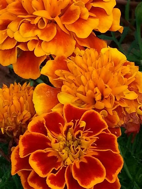 My Marigolds Marigold Flower Aesthetic Beautiful Flowers
