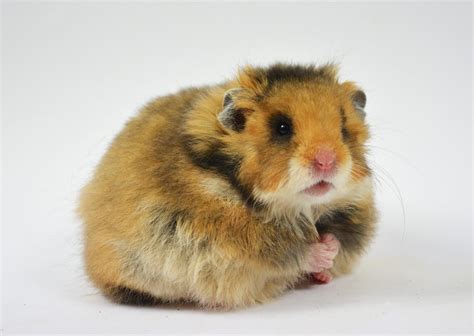 Hamsters Rodents Syrian Hamster Taxonomy Breeders Fauna Animals
