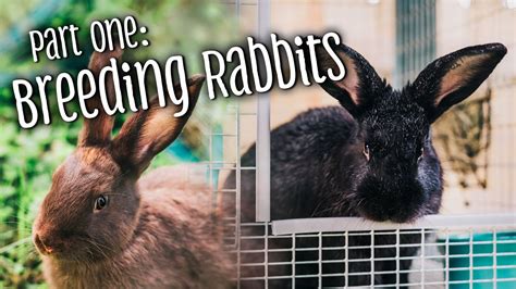 Part 1 How To Breed Rabbits Telling The Difference Between Bucks
