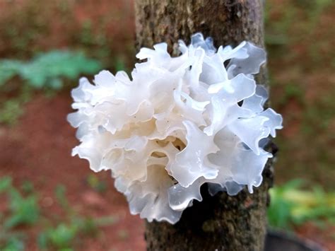 White Fungus Benefits Uses And What To Know