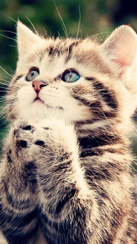 Best Cat Cute Wallpapers Para Celular Pets Cats Cat Care Cats