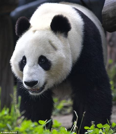 Rare Albino Panda Is Caught On Camera Roaming Around Nature Reserve In