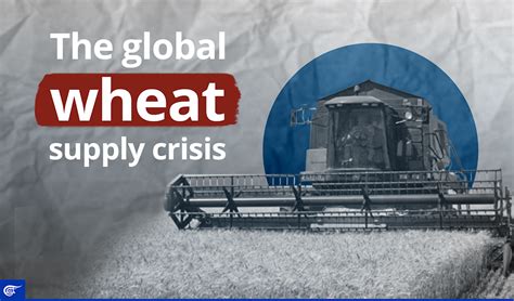 The Global Wheat Supply Crisis Al Mayadeen English