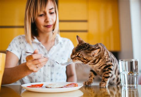 A lean, muscular cat with large bones may weigh 15 pounds and be at a healthy weight. Cat Nutrition Requirements - How much Protein and carbs do ...