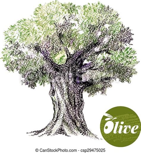 Olive Tree Vector Illustration Hand Drawn Sketch Watercolor Colored