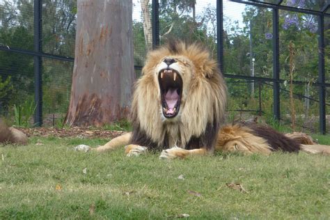 Roar Into Lion Gorge At Melbourne Zoo Zoo Melbourne Summer Kids