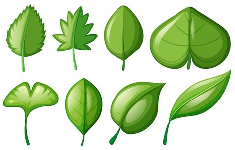 Lichenified Fronds Clipart