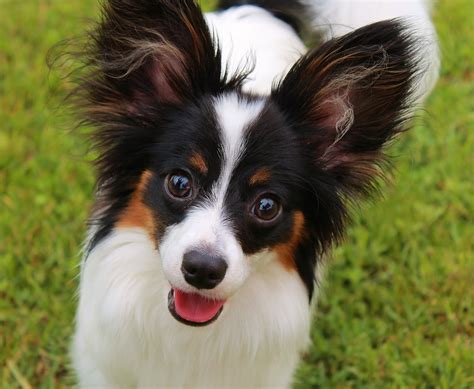 Papillon French Breed Dogs Wallpapers And Images Wallpapers Pictures