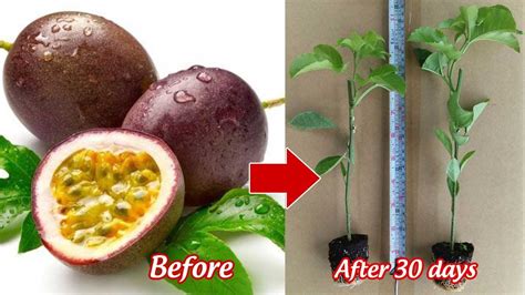 How To Grow Passion Fruit At Home Youtube