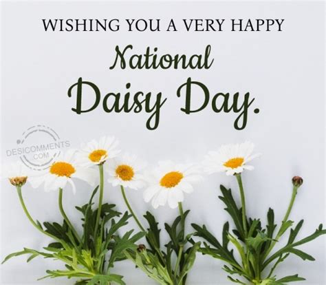 20 Daisy Day Images Pictures Photos