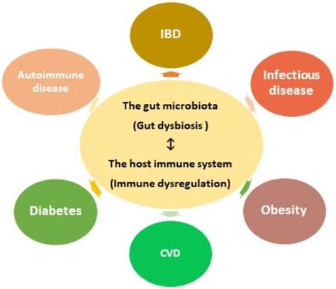 Gut Microbiota And Related Diseases Encyclopedia Mdpi