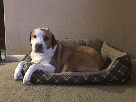 60lb Pitbull Is No Match For This Kitty Rstolendogbeds