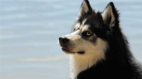 Husky Siberiano Características Temperamento Cuidados Y Curiosidades